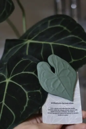 Broșă Anthurium Clarinervium - Img 4