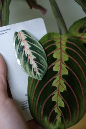 Broșă Maranta Leuconeura Tricolor - Img 2