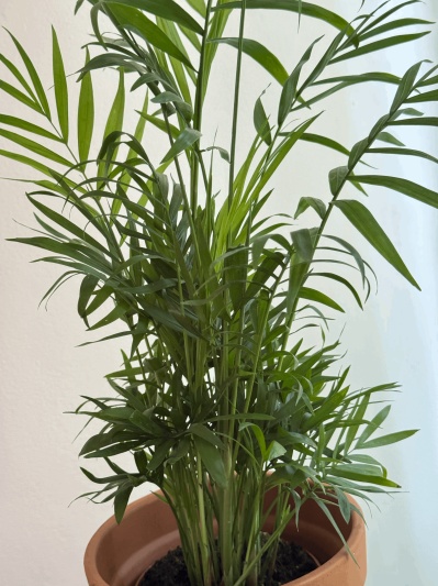 Chamaedorea elegans - Img 5