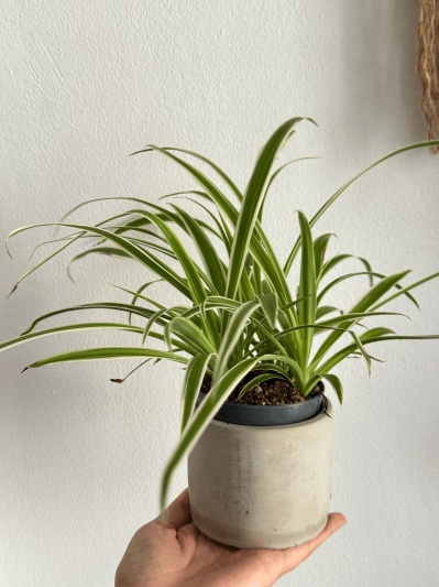 Chlorophytum - Img 2