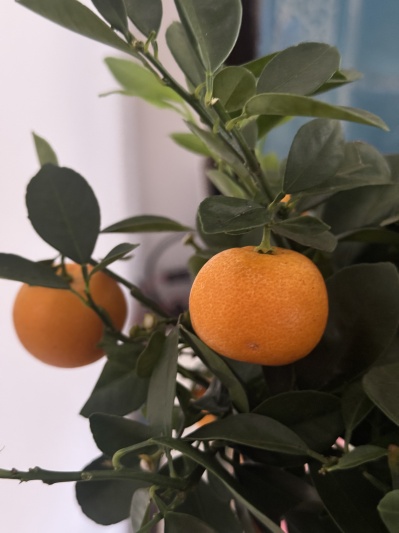 Citrus calamondin - Img 4