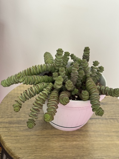 Crassula marnieriana - Img 4
