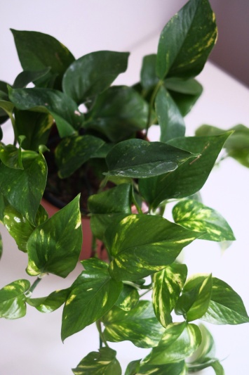 Devil's Ivy / Epipremnum Aureum - Img 2
