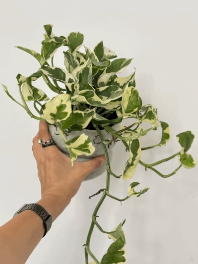 Epipremnum Aureum N'Joy - Img 5