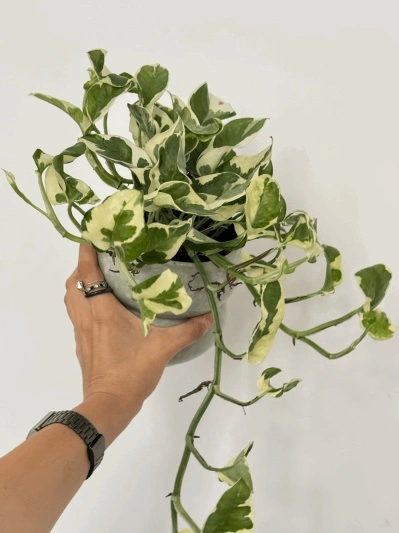 Epipremnum Aureum N'Joy - Img 5