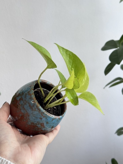 Epipremnum Neon (baby plant) - Img 2