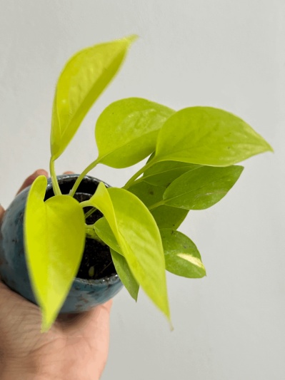 Epipremnum Neon (baby plant) - Img 3