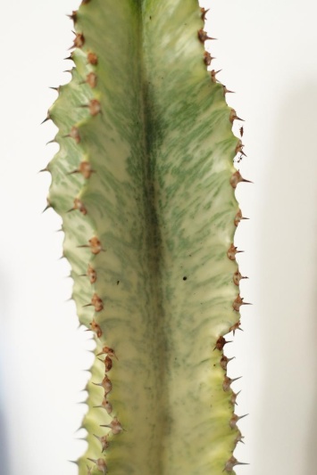 Euphorbia Ingens Marmorata - Img 4