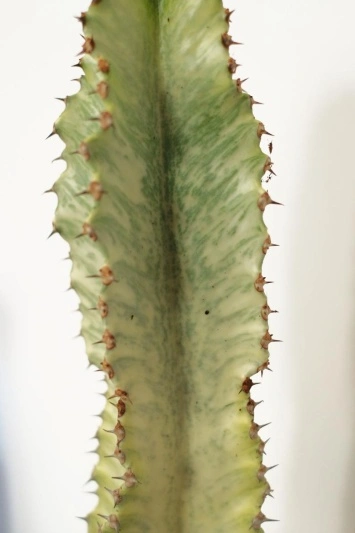 Euphorbia Ingens Marmorata - Img 4