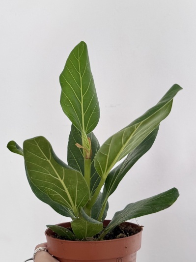 Ficus benghalensis Audrey - Img 3