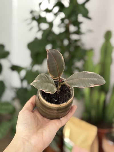 Ficus elastica Belize (baby) - Img 1