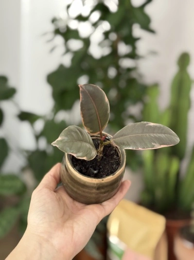 Ficus elastica Belize (baby)