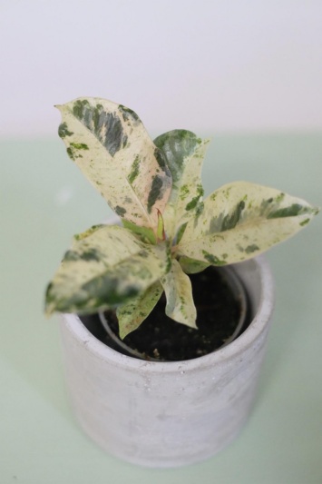Ficus elastica Shivereana (baby) - Img 1