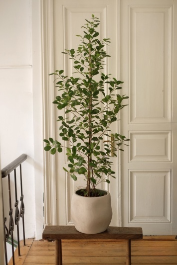 Ficus Moclame