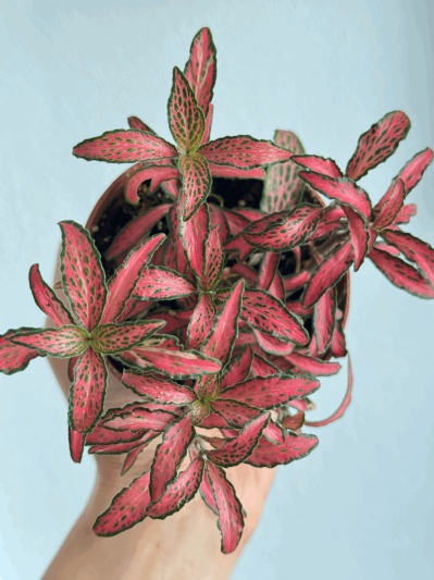 Fittonia Pink Forest Flame - Img 4