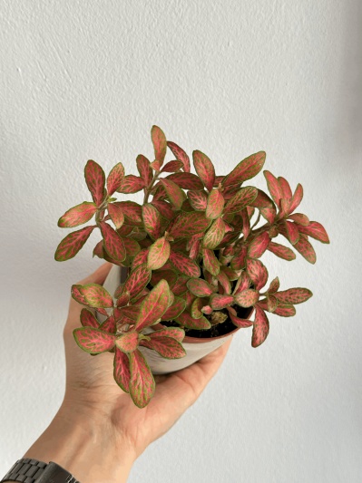 Fittonia Pink Ruby - Img 2