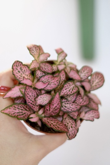 Fittonia Pink Tiger - Img 2