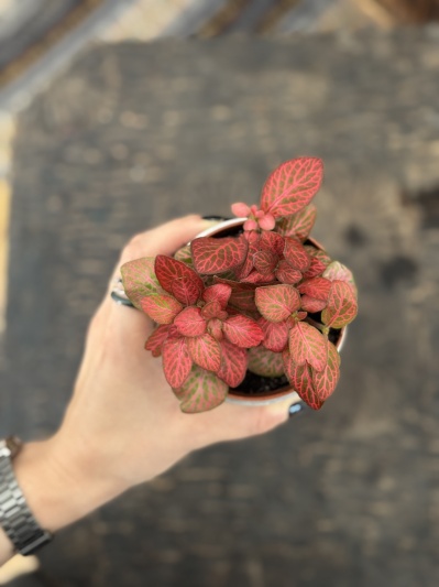 Fittonia Red X - Img 3
