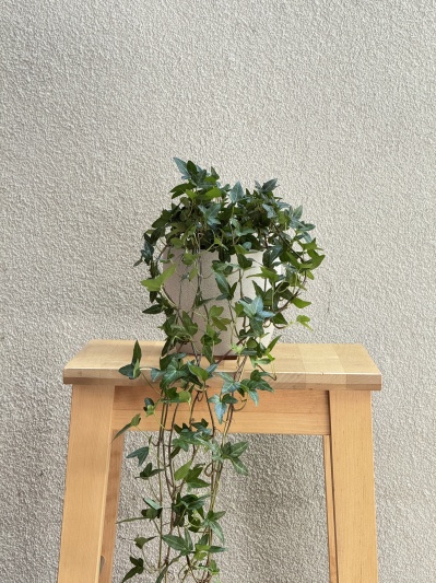 Hedera Hellix - Img 1