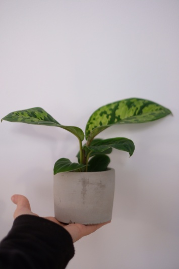 Homalomena Camouflage - Img 2