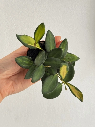 Hoya burtoniae variegata
