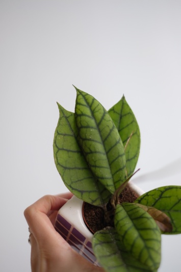 Hoya callistophylla - Img 3