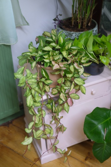 Hoya Carnosa Tricolor