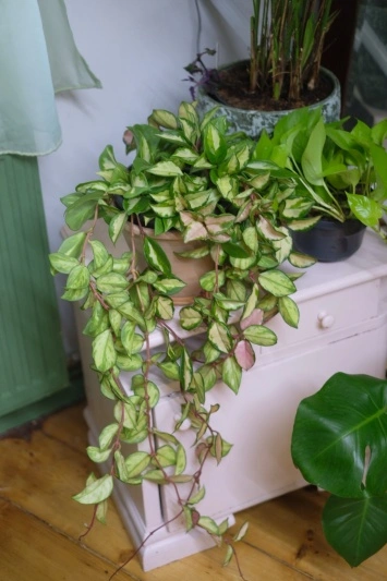 Hoya Carnosa Tricolor