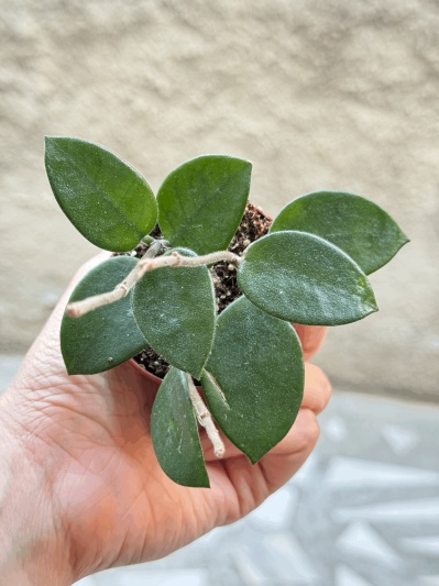 Hoya Chouke - Img 1