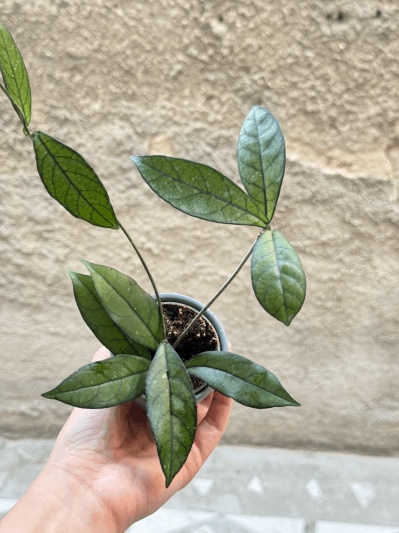 Hoya crassipetiolata - Img 1