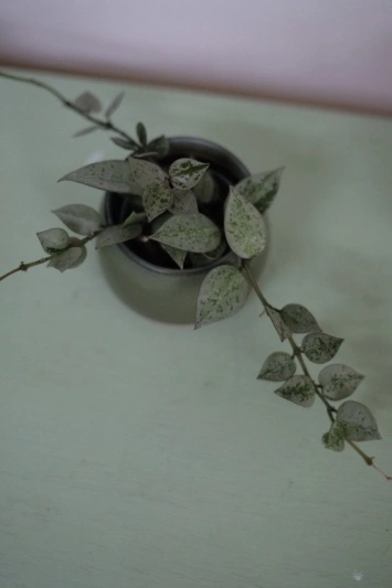 Hoya lacunosa Splash - Img 3
