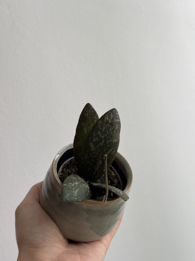 Hoya Sigillatis (round form mini) - Img 5