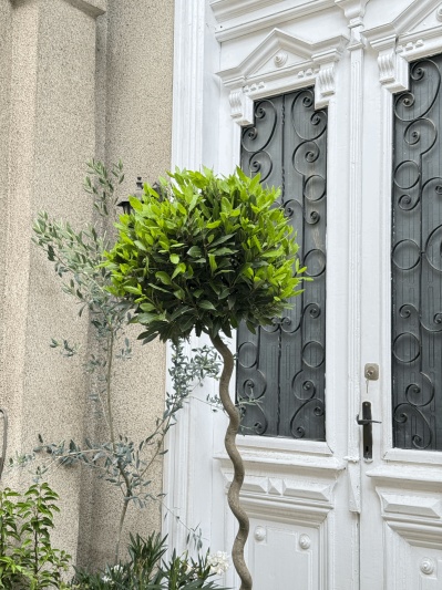 Laurus Nobilis - Img 4