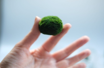 Marimo Moss Ball - Img 2