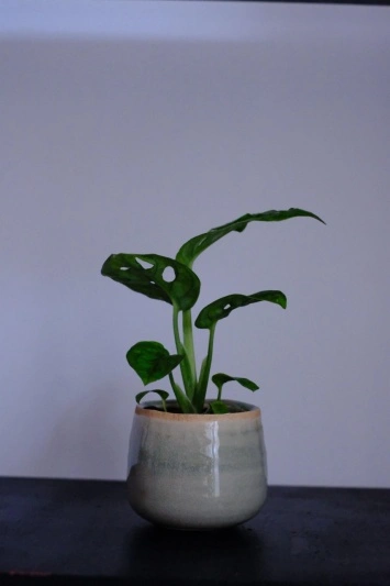 Monstera Adansonii mini