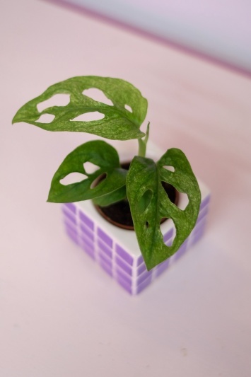 Monstera Adansonii Mint