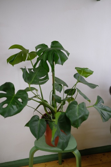 Monstera Deliciosa - Img 3
