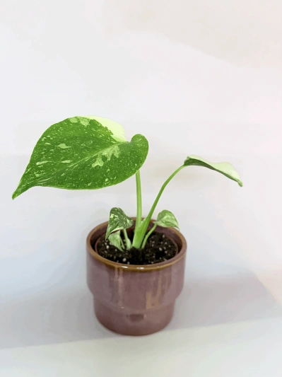 Monstera Thai Constellation (babyplant)