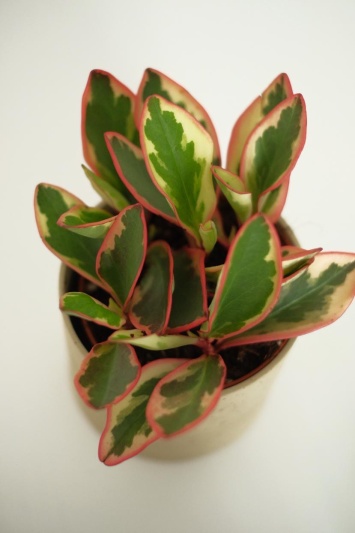 Peperomia Ginny - Img 4