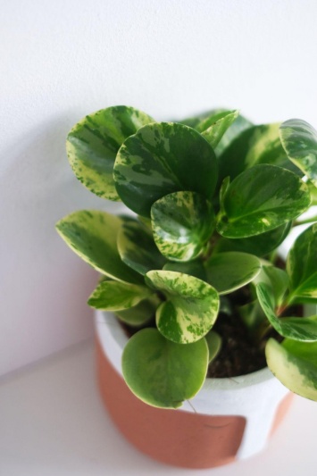 Peperomia Obtusifolia Variegata - Img 5