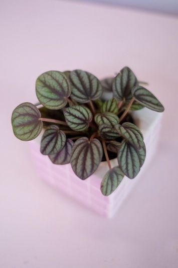 Peperomia Piccolo Banda - Img 3
