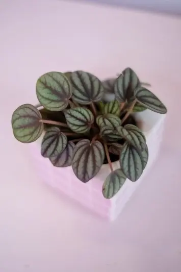 Peperomia Piccolo Banda - Img 3