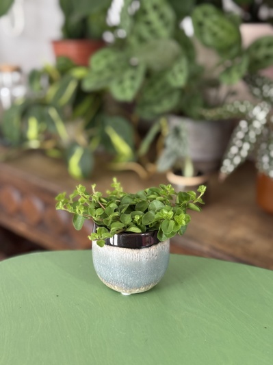 Peperomia Rotundifolia - Img 3