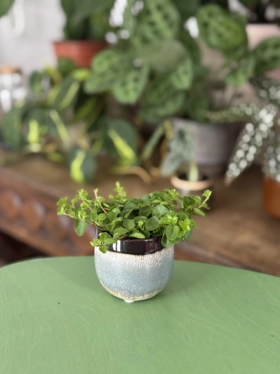 Peperomia Rotundifolia - Img 3