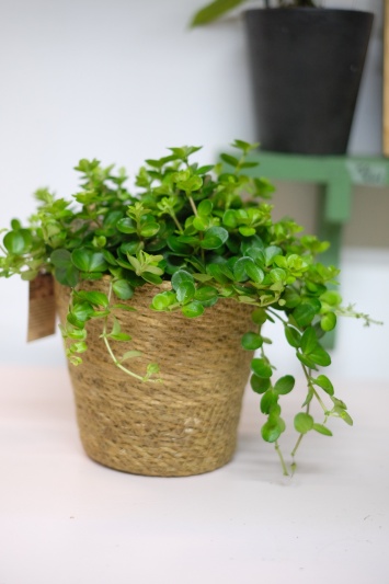 Peperomia Rotundifolia - Img 5