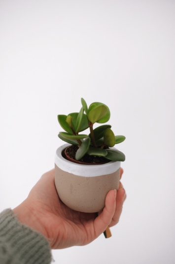 Peperomia Tetraphylla Hope (babyplant) - Img 5