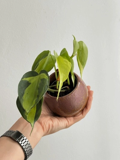 Philodendron Brasil (babyplant) - Img 2