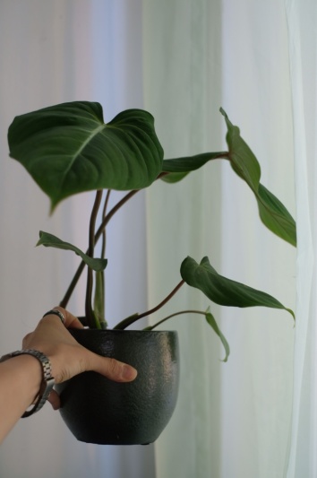 Philodendron Gloriosum - Img 3