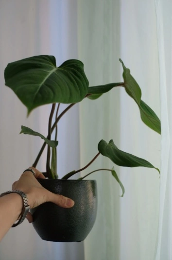 Philodendron Gloriosum - Img 3
