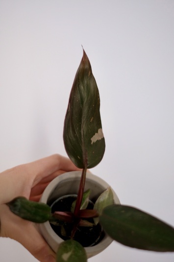 Philodendron Pink Princess - Img 2